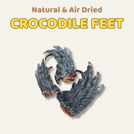 Two natural and air-dried crocodile feet on a light background with text above.
