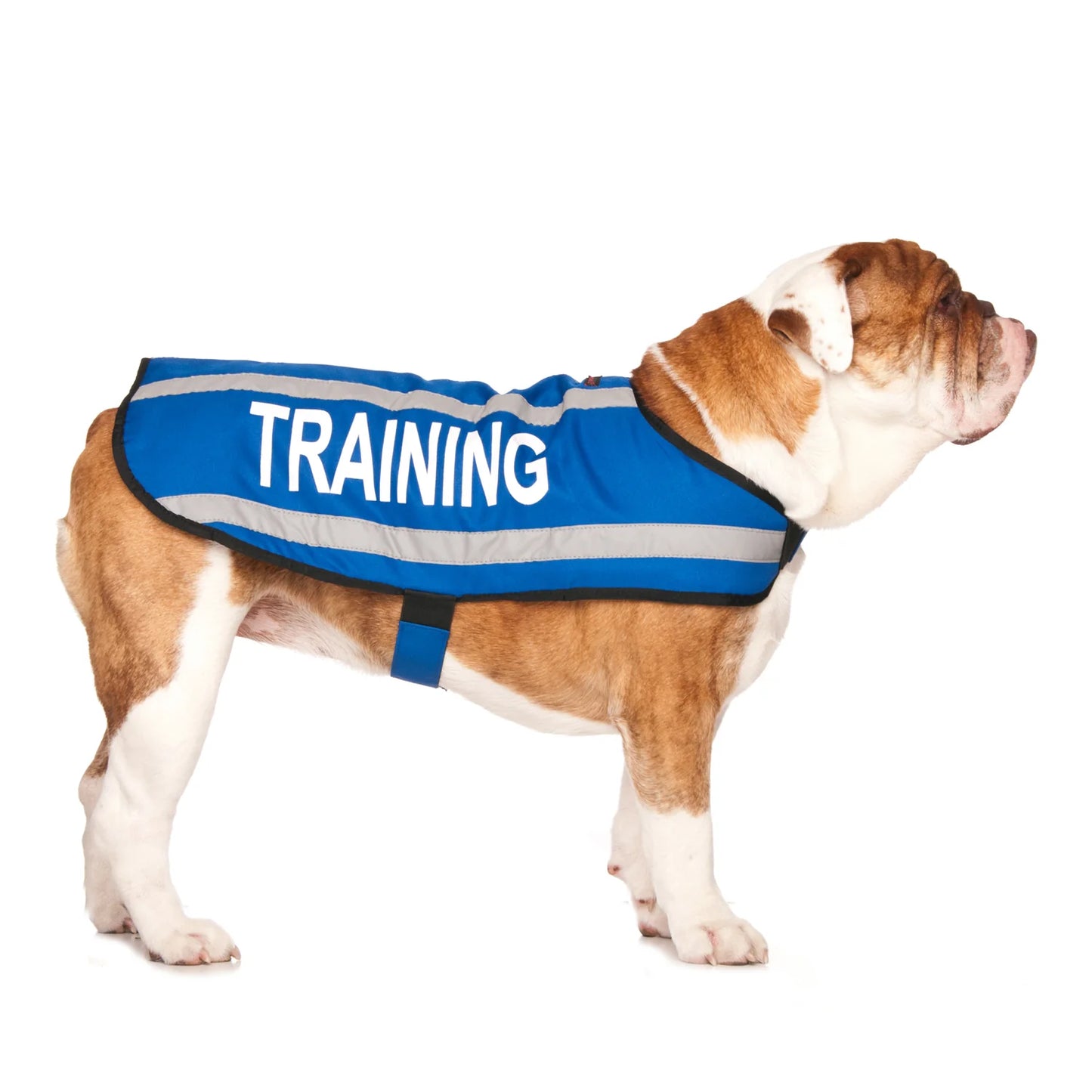 Friendly Dog Collars- Coat- Training