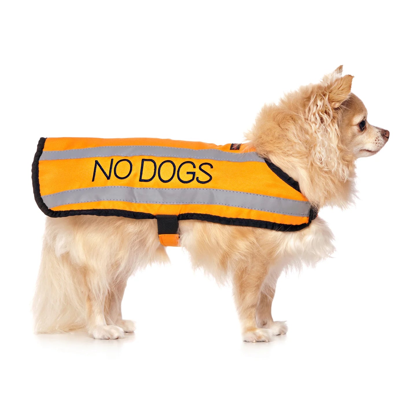 Friendly Dog Collars- Coat- No Dogs
