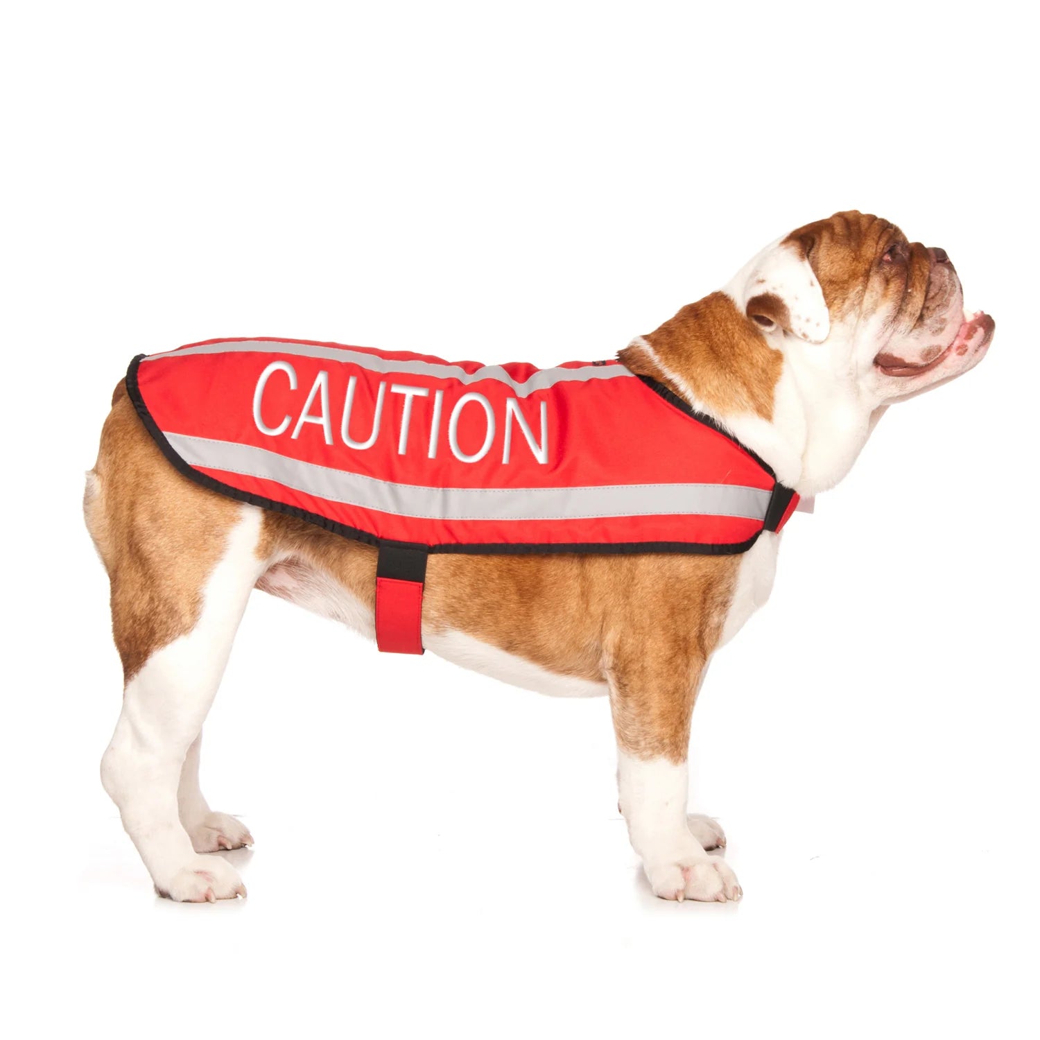 Friendly Dog Collars- Coat- Caution