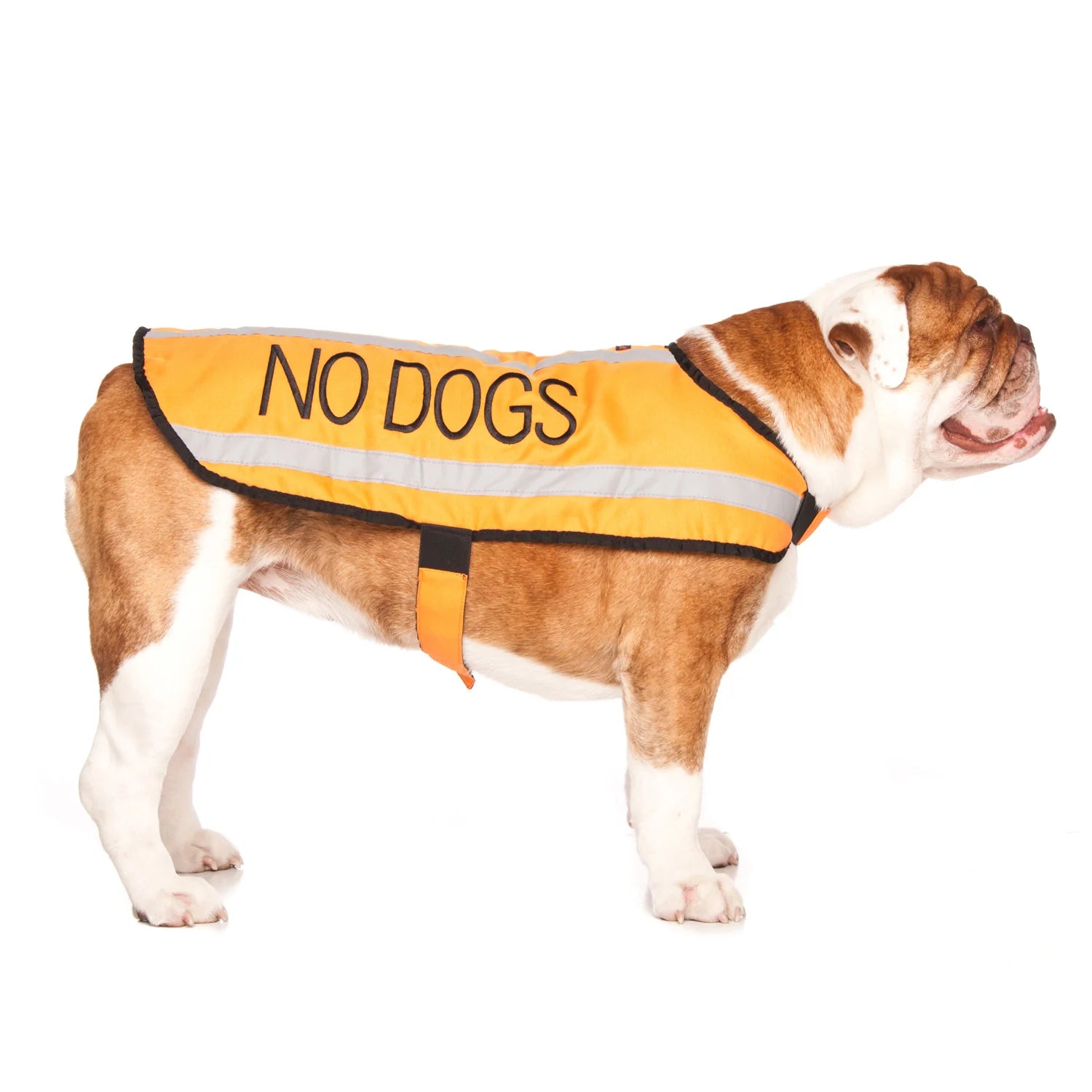 Friendly Dog Collars- Coat- No Dogs