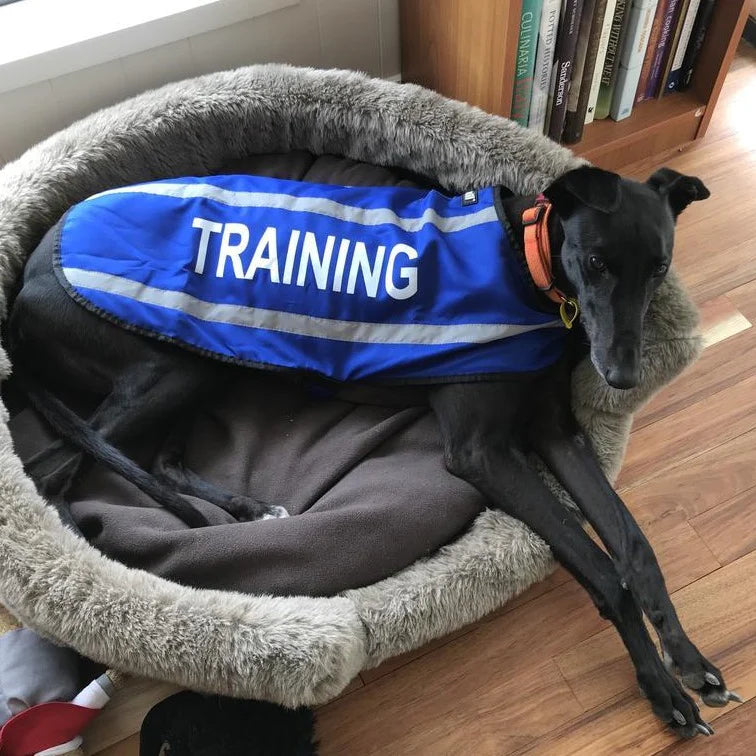 Friendly Dog Collars- Coat- Training