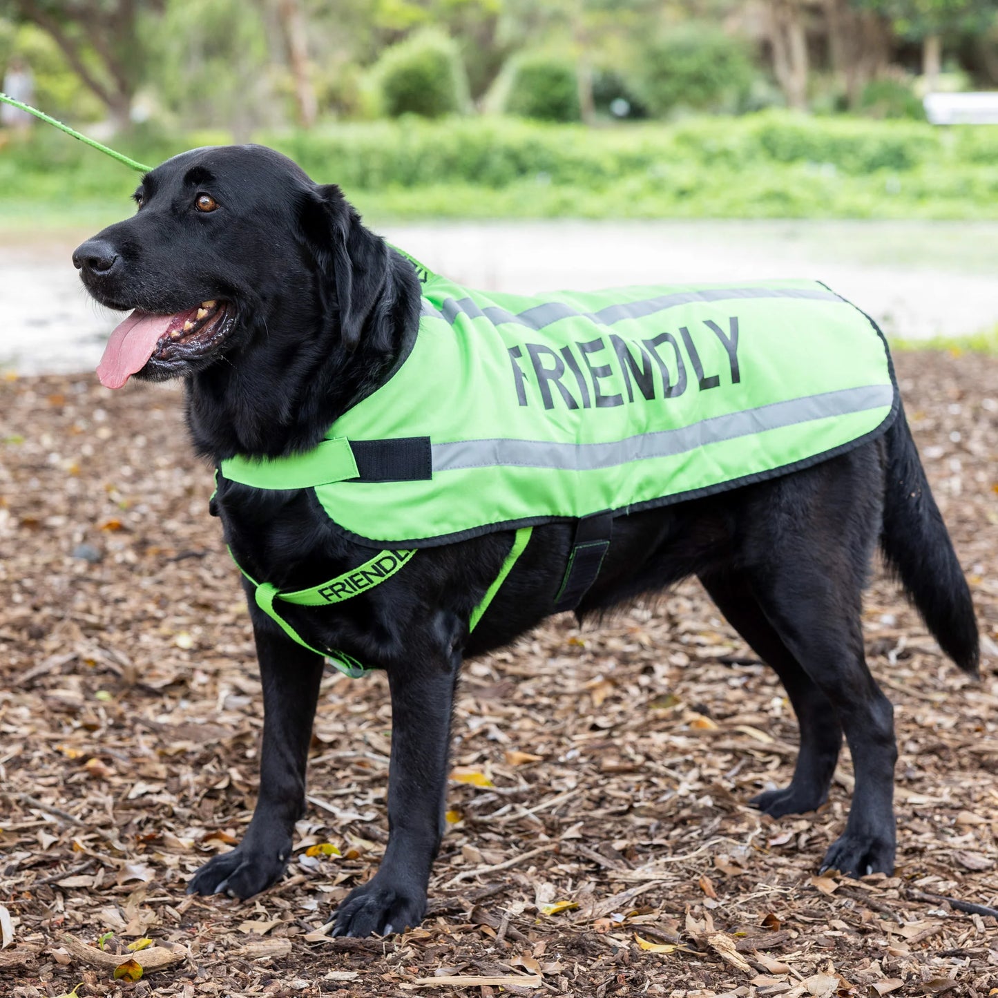 Friendly Dog Collars- Coat- Friendly