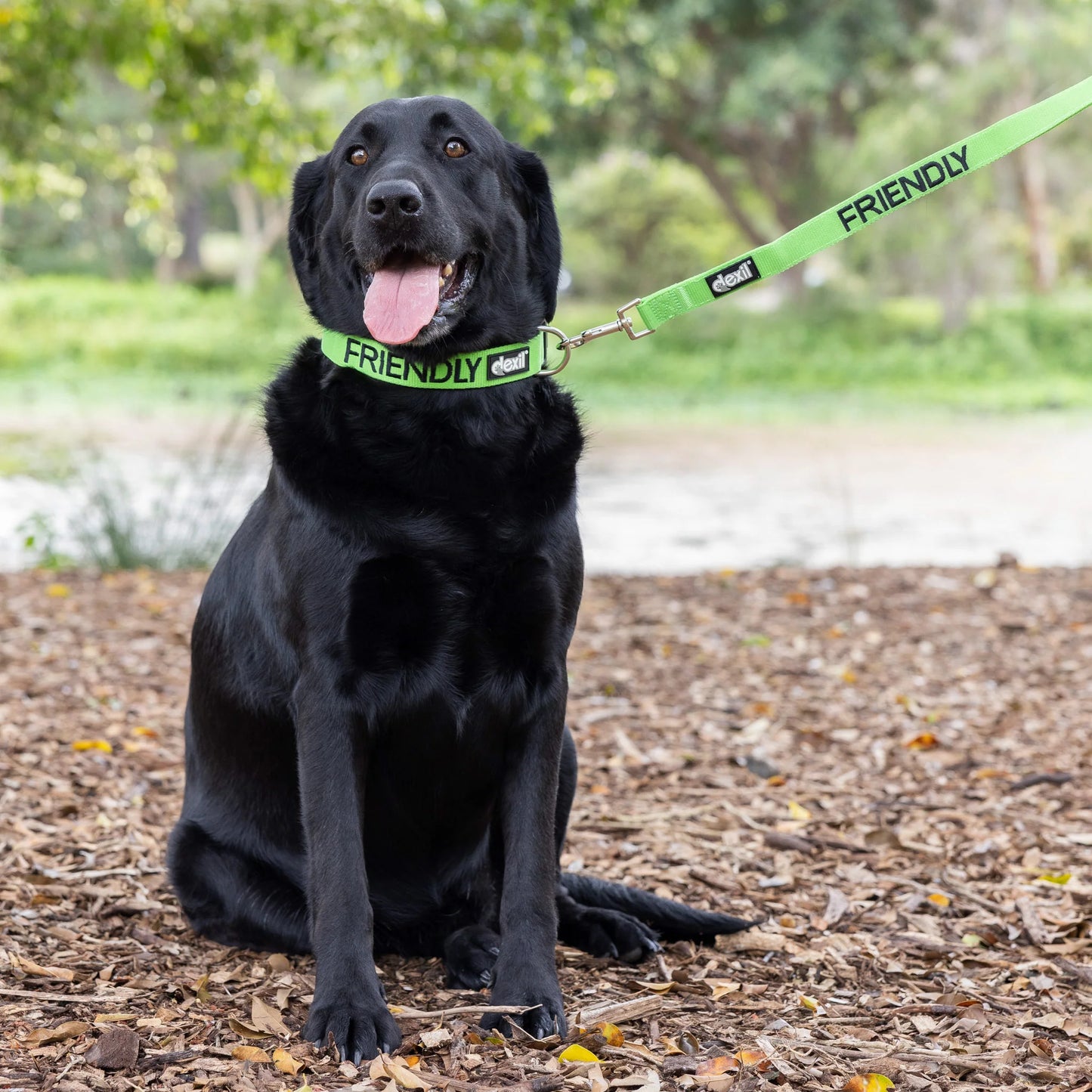 Friendly Dog Collars-FRIENDLY- Clip Collar L/XL