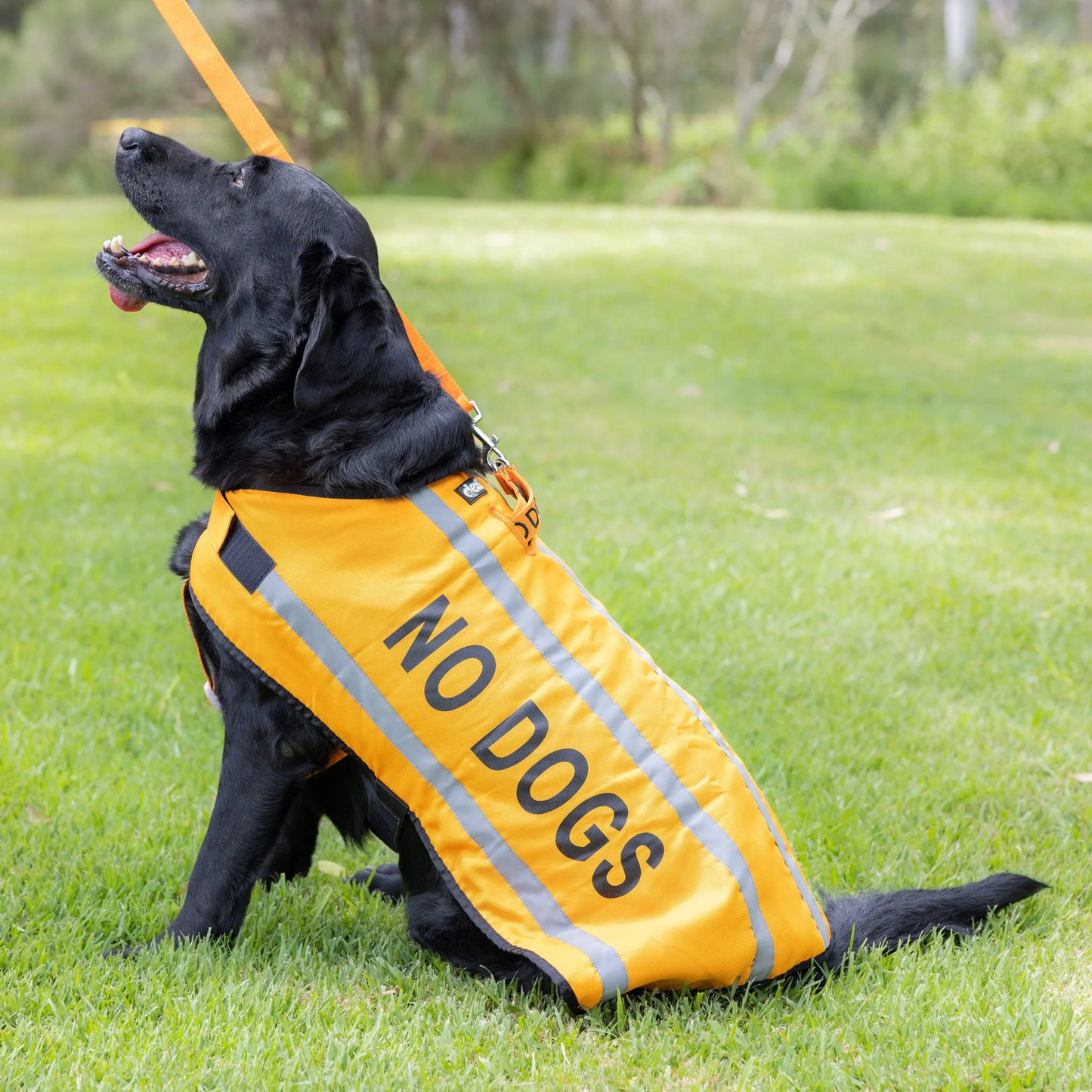 Friendly Dog Collars- Coat- No Dogs