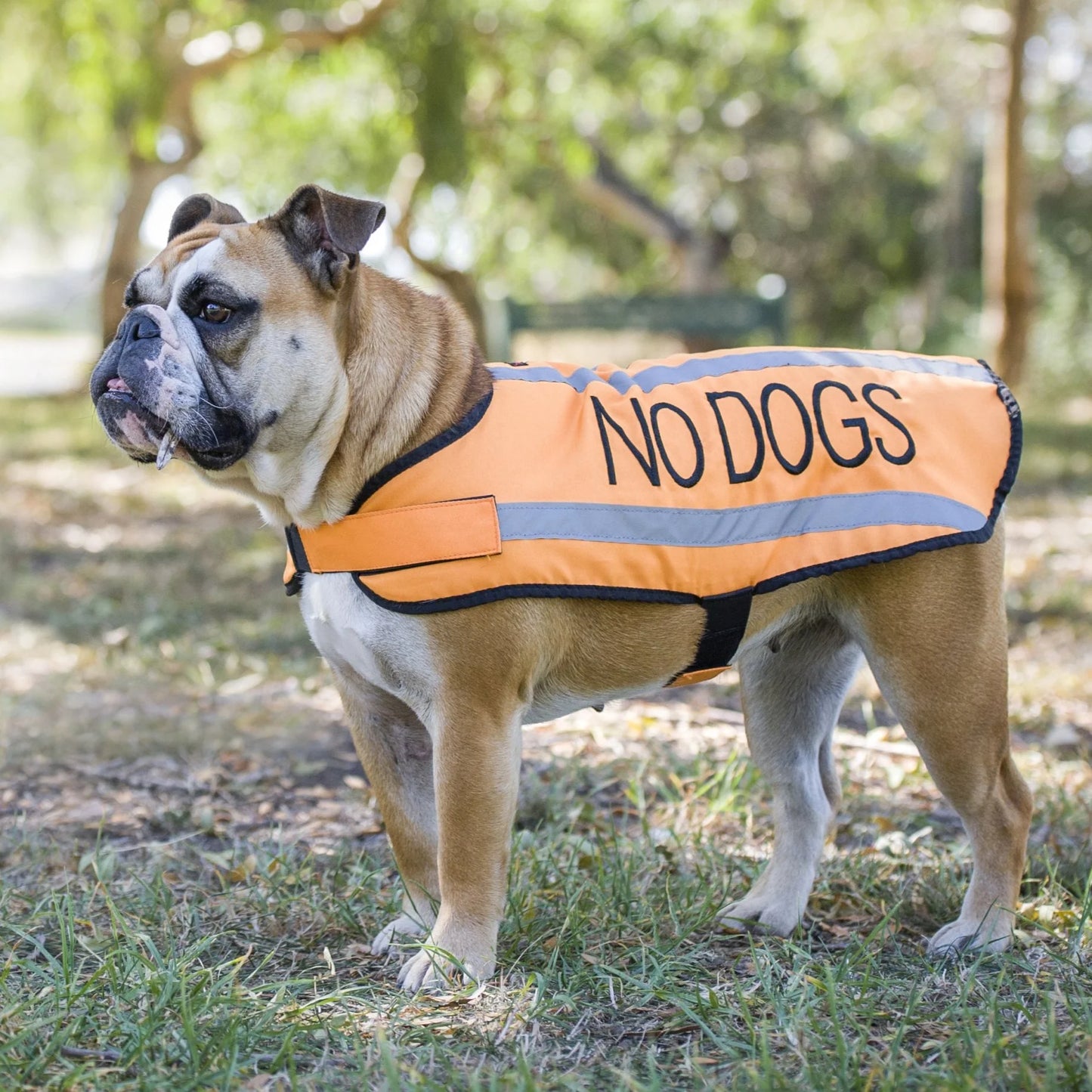 Friendly Dog Collars- Coat- No Dogs