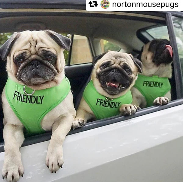 Friendly Dog Collars- FRIENDLY- Adjustable Vest Harness