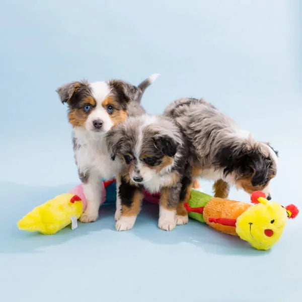 ZippyPaws® Caterpillar Deluxe Dog Toy with Blaster Squeakers