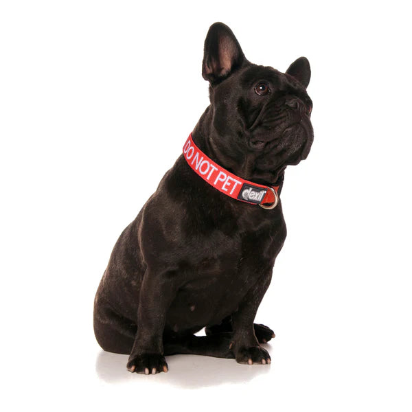 Friendly Dog Collars- DO NOT PET- Clip Collar S/M