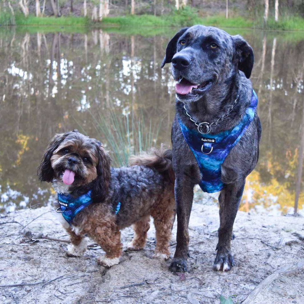 Pawfect Pals- Shell Yeah Ocean Waves- No Pull Adjustable Harness
