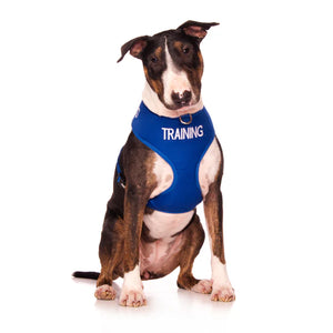 Puppy in training harness online