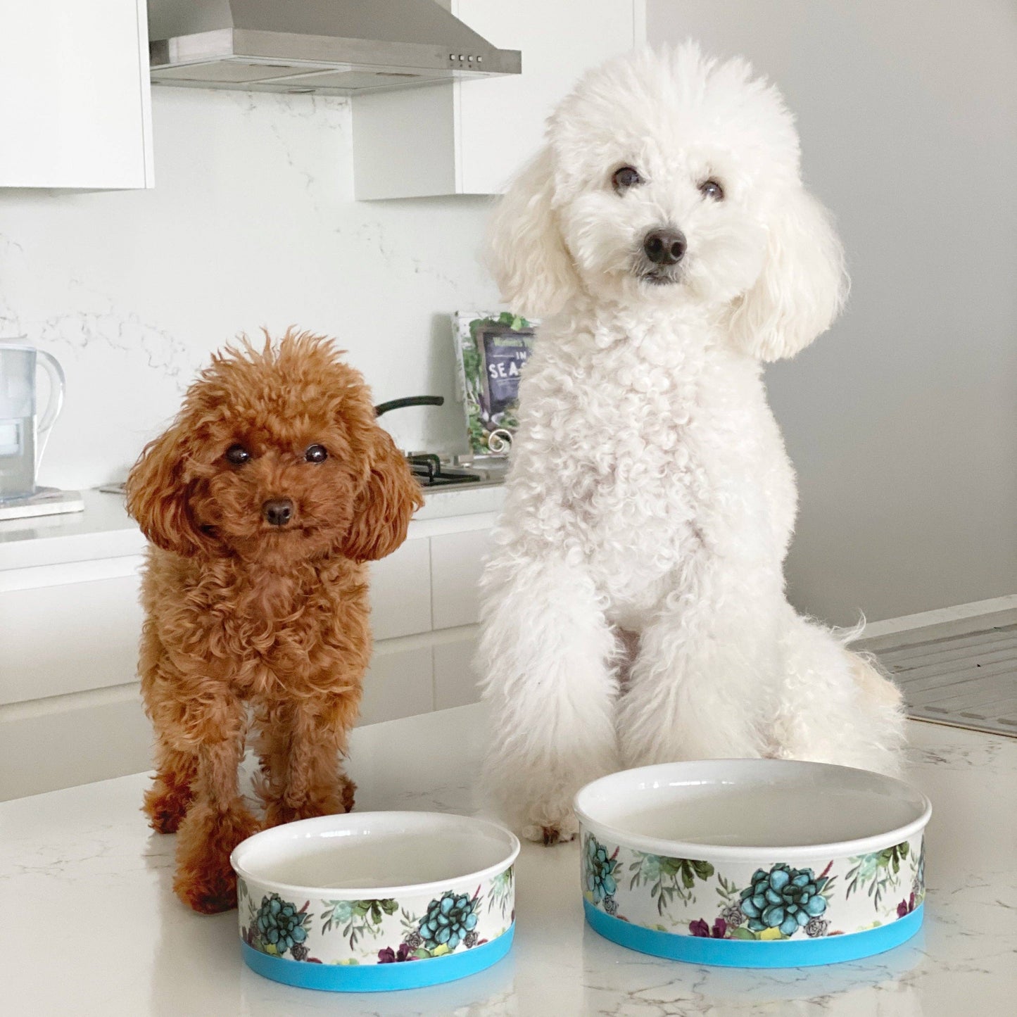 Indie Boho-Succulent Medley - Designer Dog Bowls