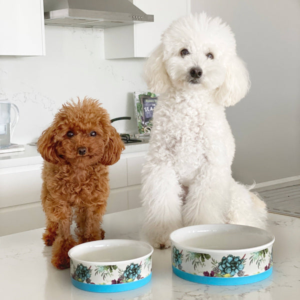 Indie Boho-Succulent Medley - Designer Dog Bowls