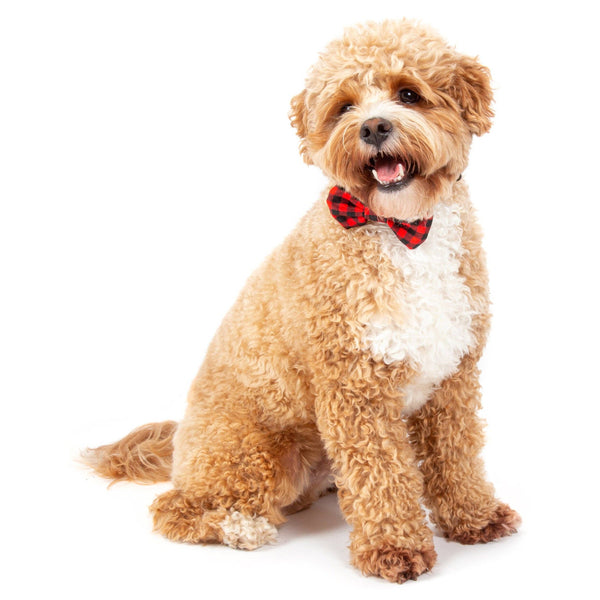 Big and Little Dogs- DOG COLLAR & BOW TIE: Plaid to the Bone
