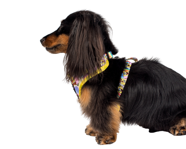 Pablo & Co- SpongeBob SquarePants: Adjustable Harness