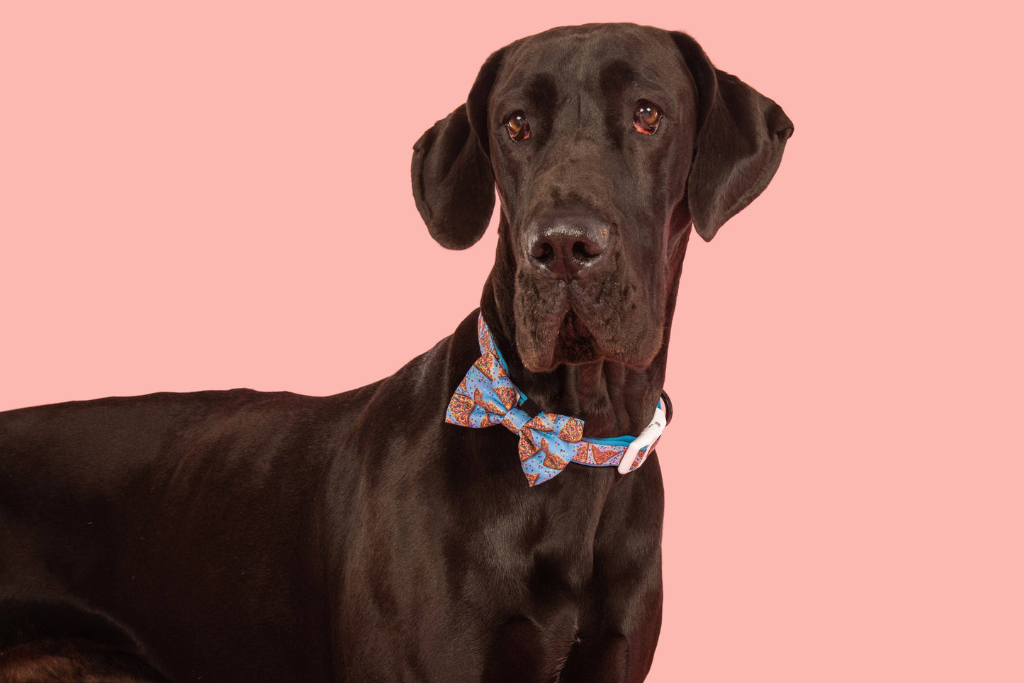 Big And Little Dogs-DOG COLLAR & BOW TIE: Blue Fairy Bread
