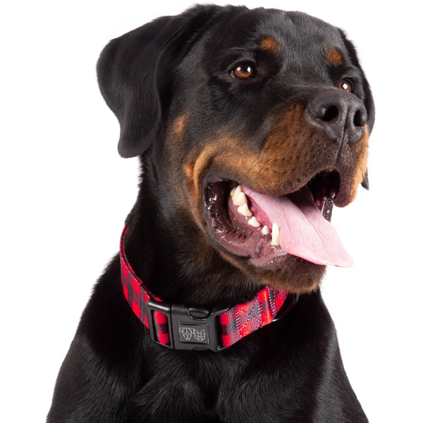 Big and Little Dogs- DOG COLLAR & BOW TIE: Plaid to the Bone