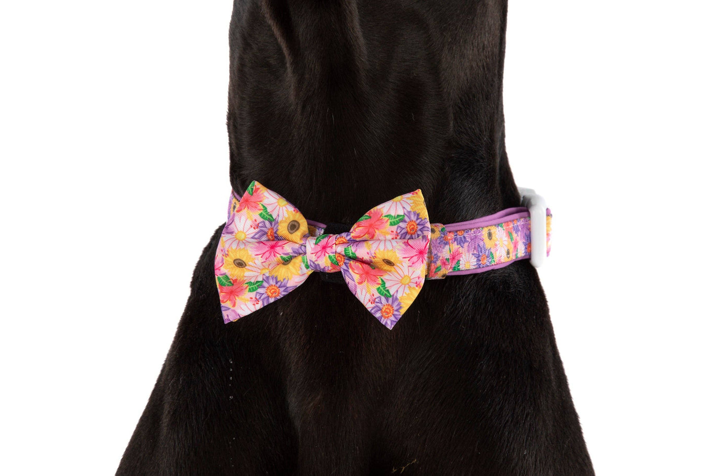 NEW Big And Little Dogs- DOG COLLAR + Bow Tie: Spring Fling