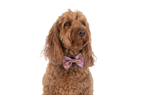 Big and Little Dogs-DOG COLLAR & BOW TIE: Purple Fairy Bread