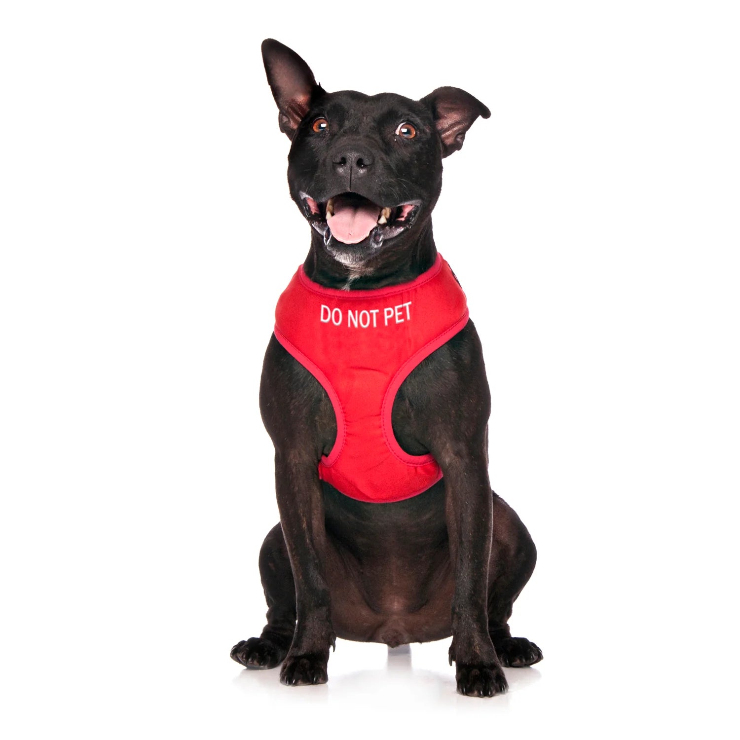Do Not Pet dog harness. Vibrant red harness to let others know your dog should not be approached.
