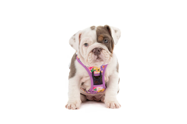 Big And Little Dogs-THE ALL-ROUNDER DOG HARNESS: Spring Fling