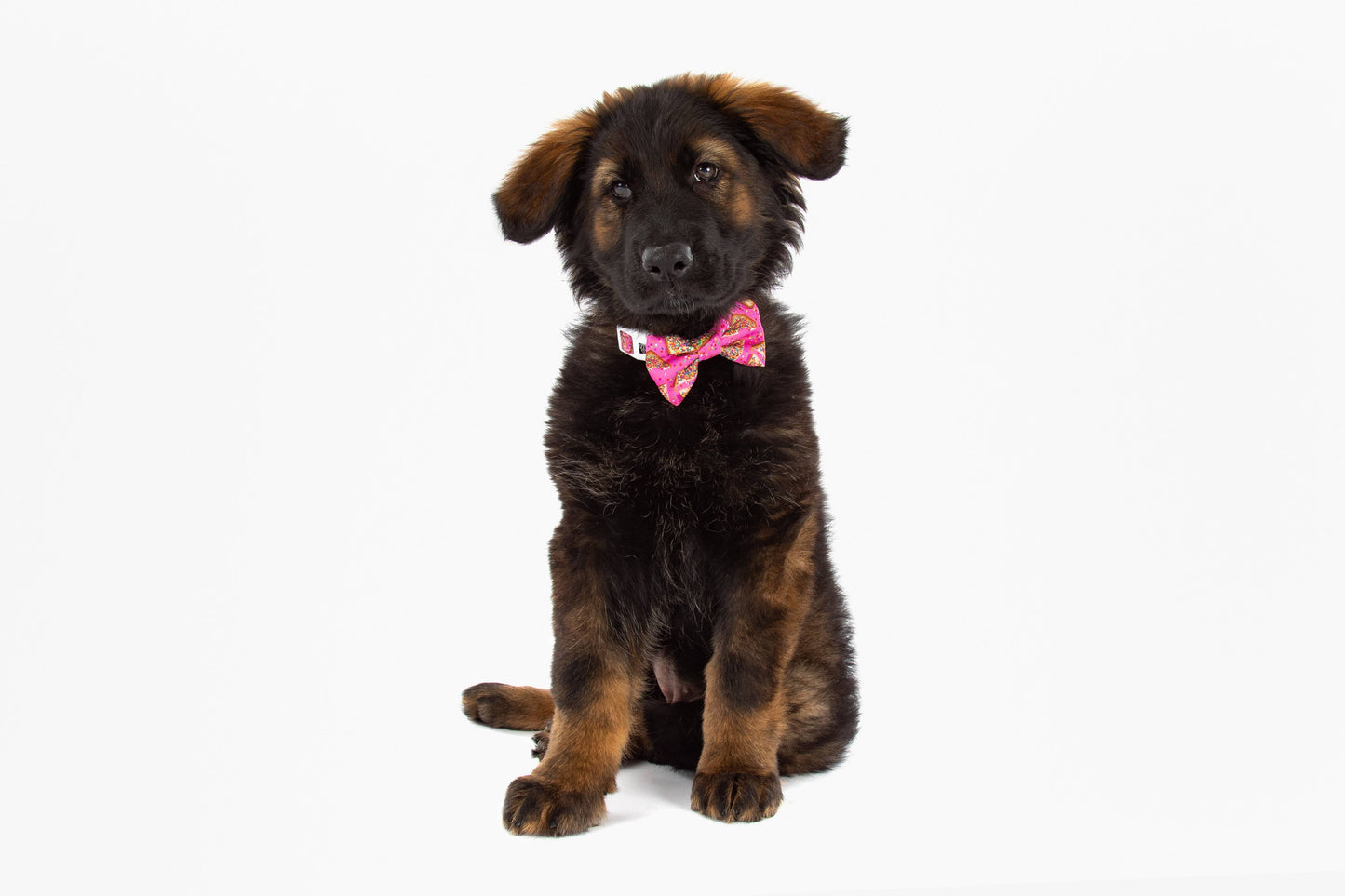 Big And Little Dogs-DOG COLLAR & BOW TIE: Pink Fairy Bread
