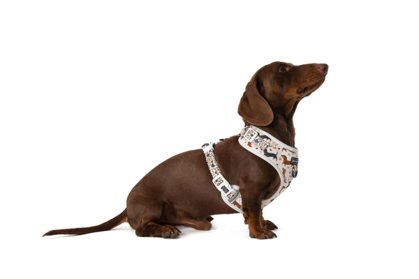 Big And little Dogs-ADJUSTABLE DOG HARNESS: Dashie Lovers