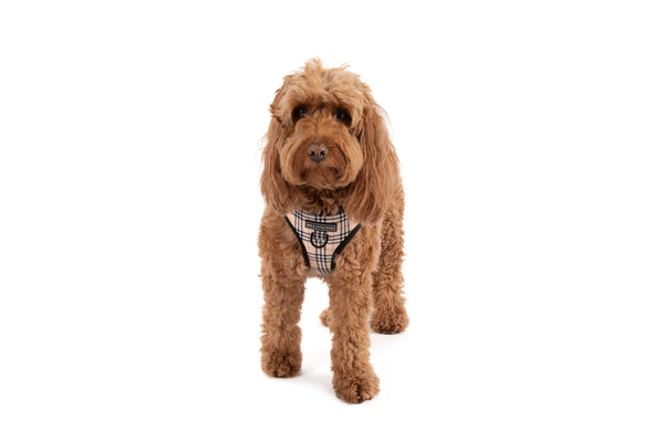Big And Little Dogs-ADJUSTABLE DOG HARNESS: Nova Plaid