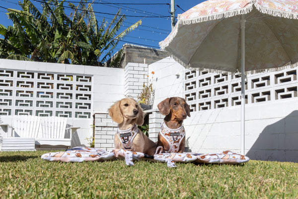 Big And Little Dogs-ON-THE-GO PET MAT: Dashie Lovers/Latte Gingham