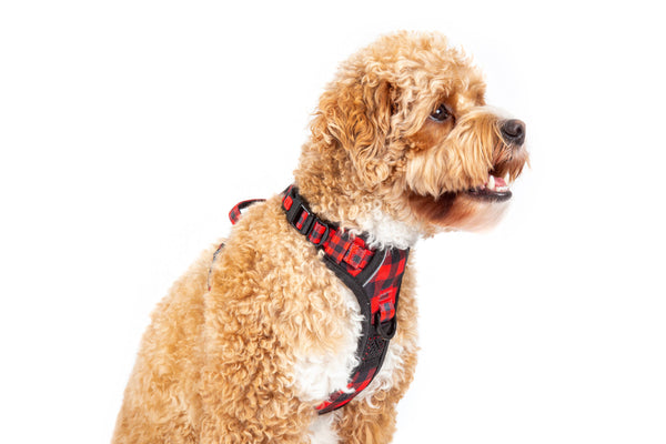 Big and Little Dogs-THE ALL-ROUNDER DOG HARNESS: Plaid to the Bone