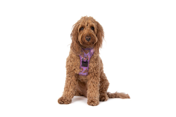 Big And Little Dogs-THE ALL-ROUNDER DOG HARNESS: Purple Fairy Bread