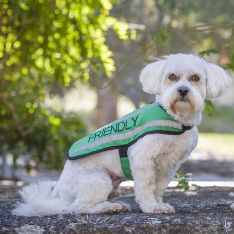 Friendly Dog Collars- Coat- Friendly