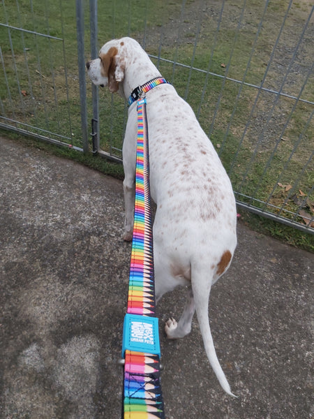 Charlie wearing the Max and Molly Crayons Dog Collar with the matching Max and Molly Dog Lead Large Size.