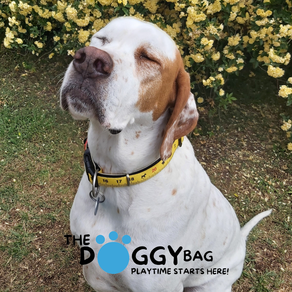 Charlie wearing the Max and Molly Collar Ruler design size Large.