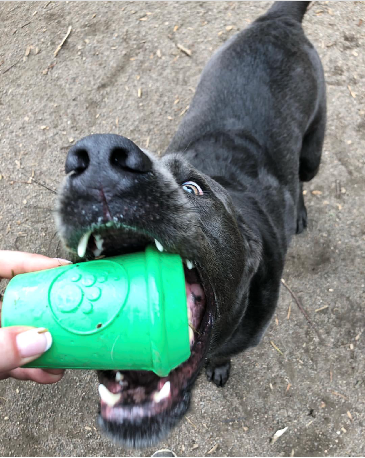 Sodapup® Coffee Cup Durable Dog Chew Toy and Treat Dispenser Large Green