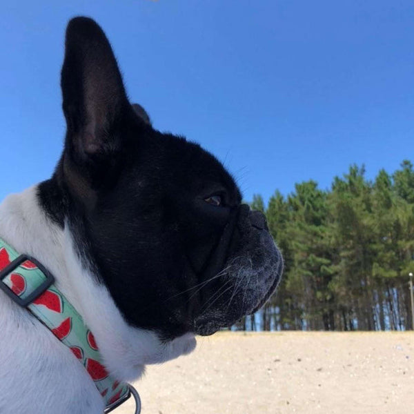 Max and Molly Smart ID Dog Collar Watermelon