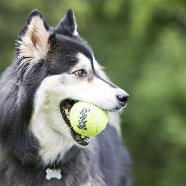 KONG® SQUEAKAIR®️ Balls