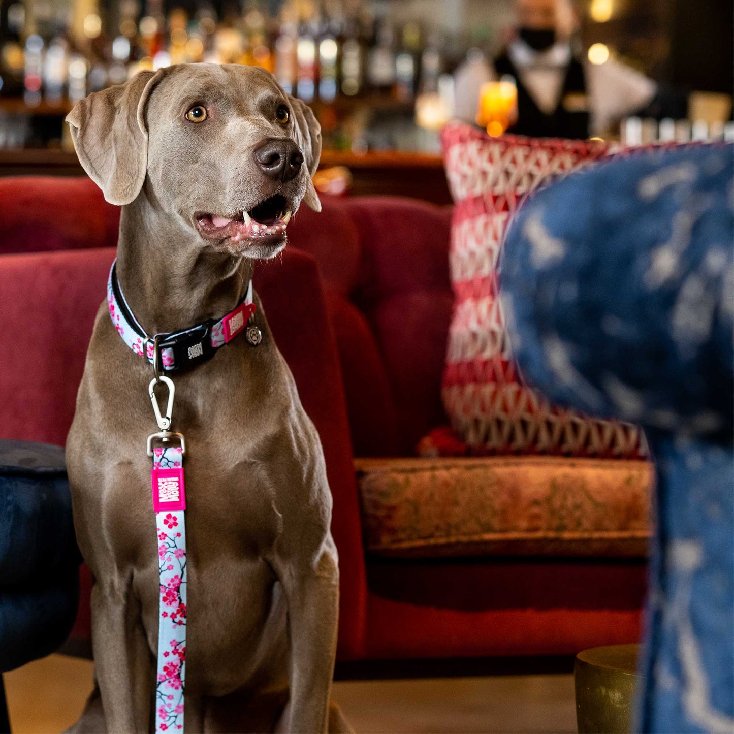 Max and Molly Smart ID Dog Collar Cherry Bloom