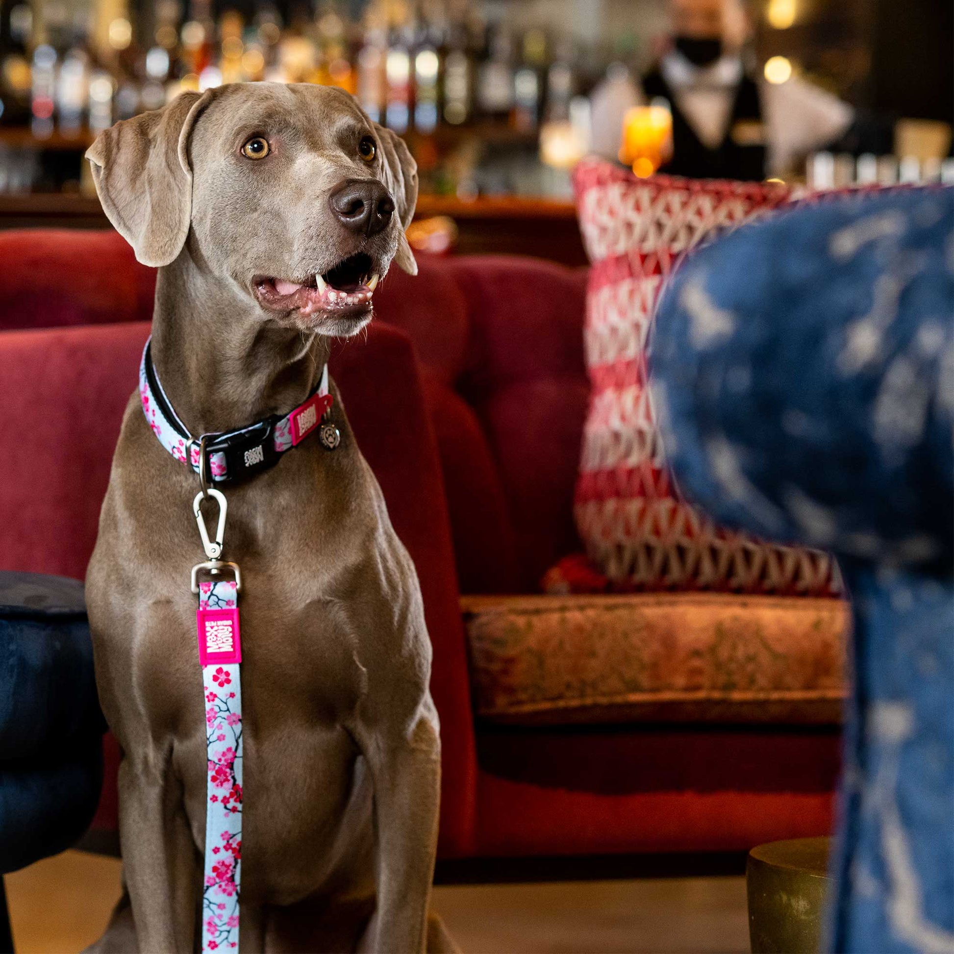 Max and Molly Smart ID Dog Collar Cherry Bloom