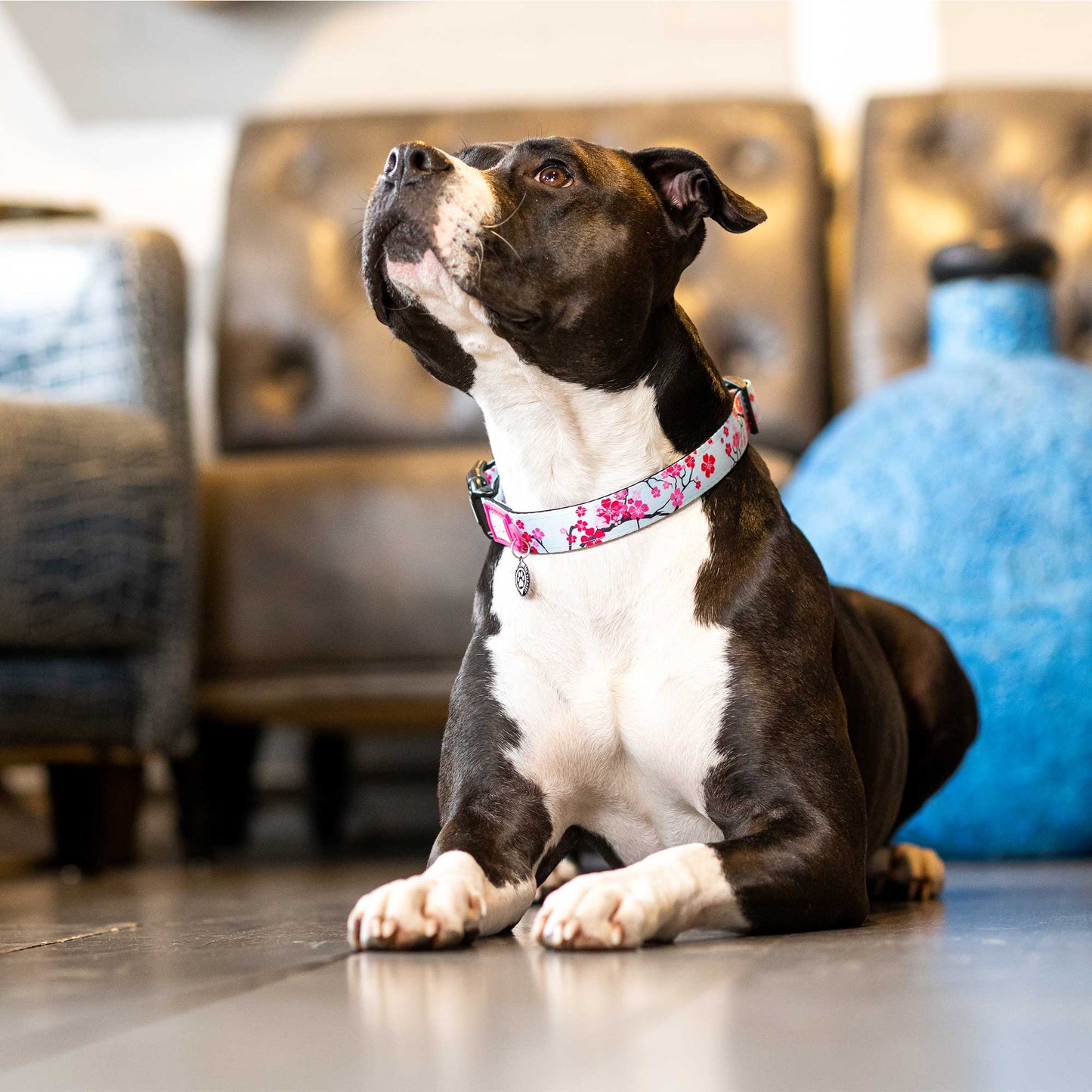 Max and Molly Smart ID Dog Collar Cherry Bloom