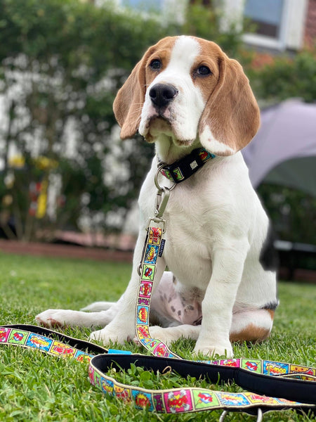 Max and Molly Dog Lead Comic Strip