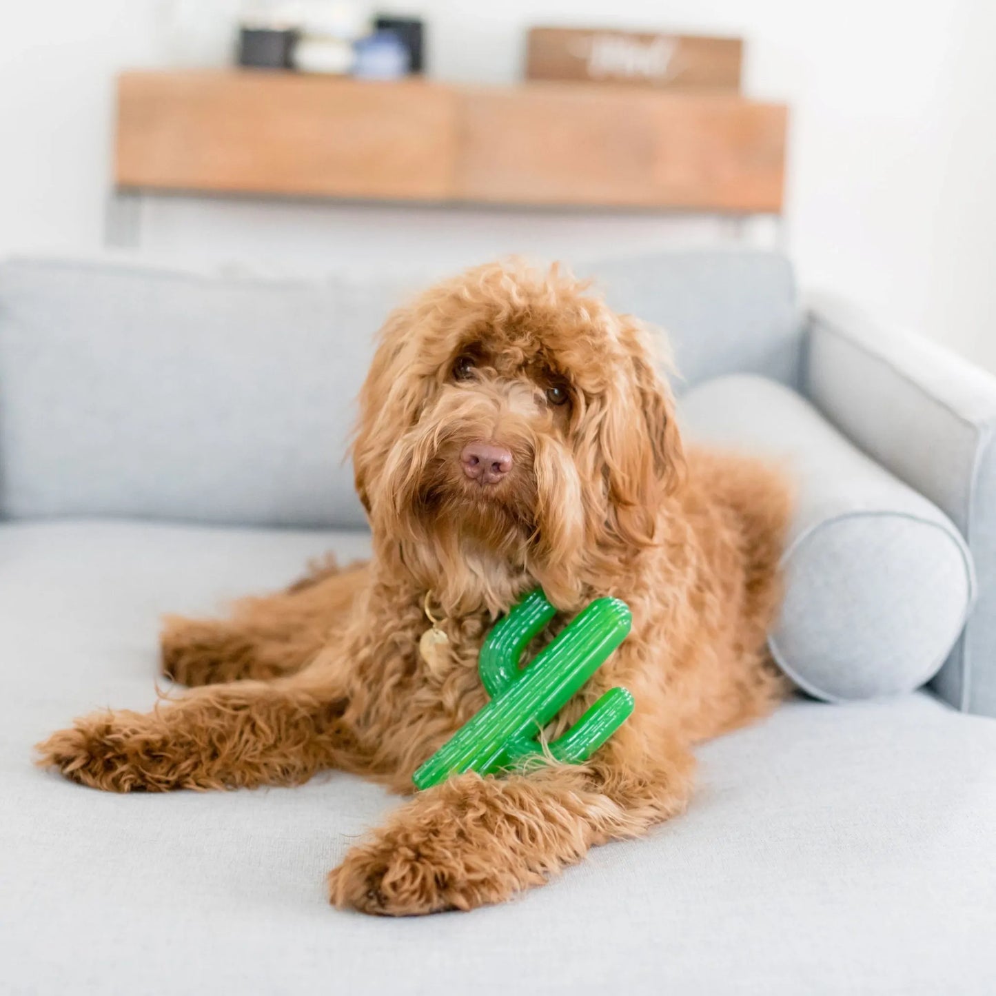 Zippy Paws Zippy Tuff Teething Cactus Dog Toy