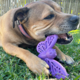 Sodapup® Ultra-Tough Butterfly Enrichment and Chew Toy for Dogs