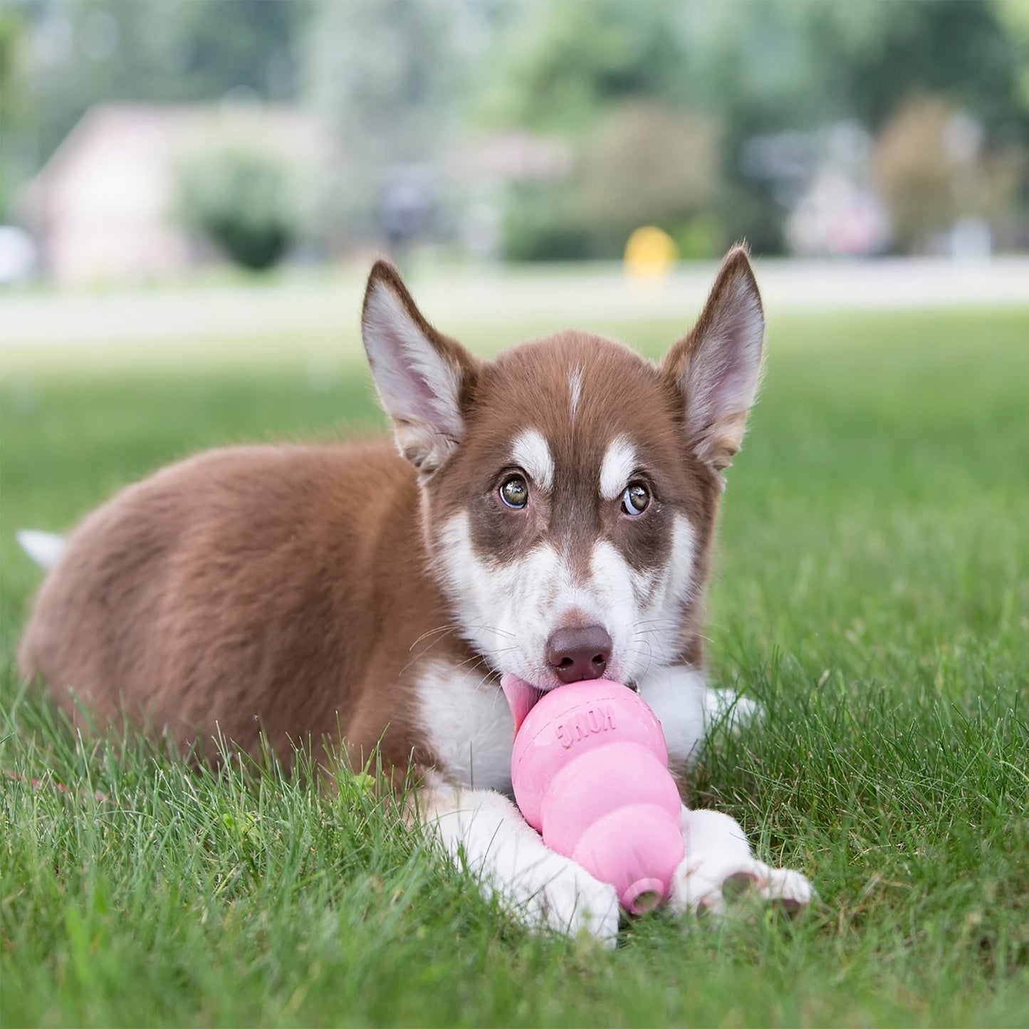 KONG Slow feeder, treat dispenser enrichment toy for dogs. Boredom buster dog toy.