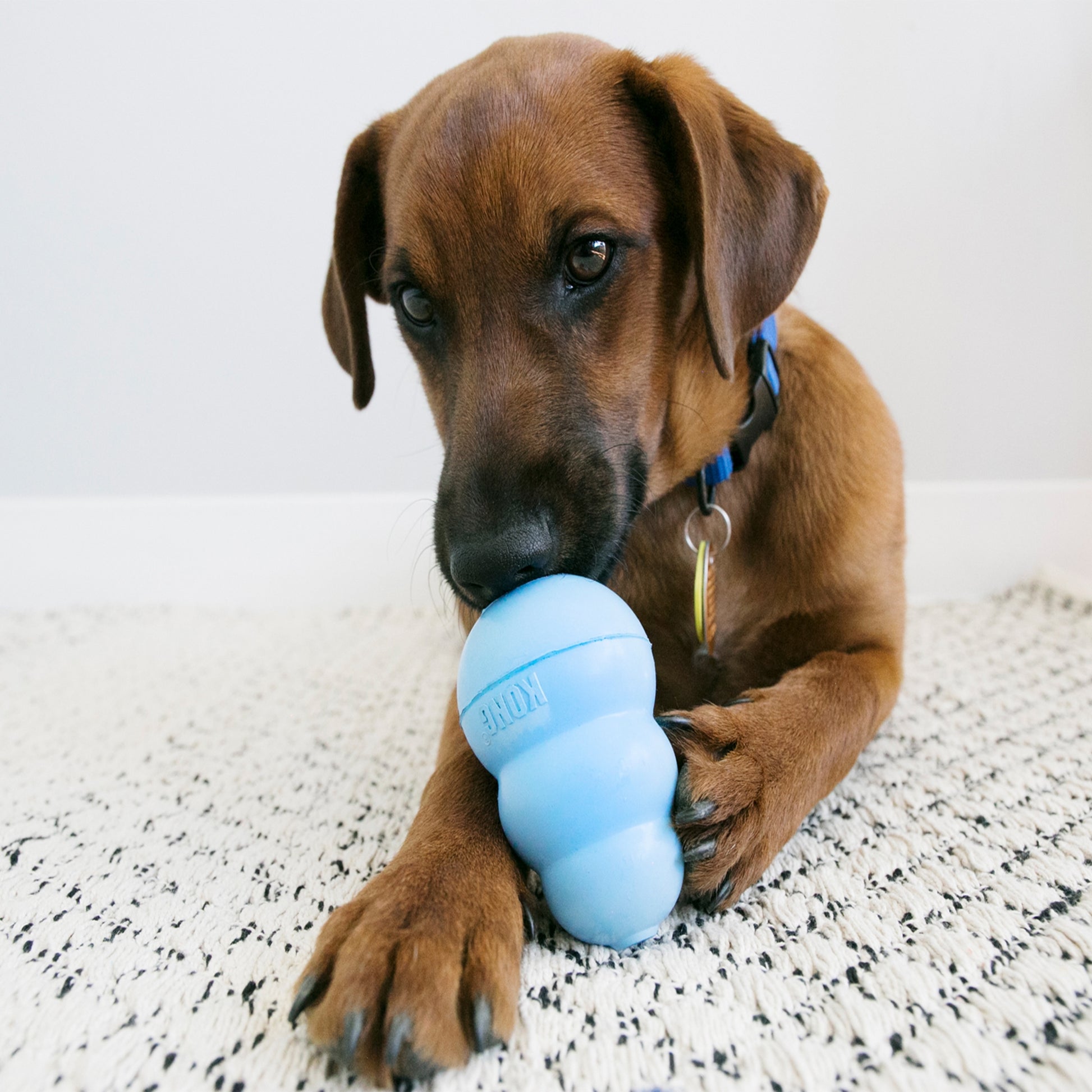 KONG Slow feeder, treat dispenser enrichment toy for dogs. Boredom buster dog toy.