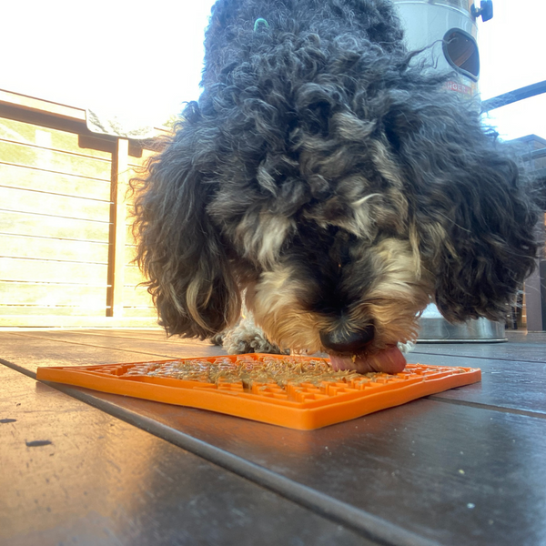 LickiMat® products are designed as tasty boredom busters for cats and dogs. By spreading your pet's favourite soft treat over the surface, you create a fun enriching and engaging experience with pets licking a tasty treat. Freeze treats in summer for refreshing longer lasting entertainment. Small dog using the LickiMat Buddy Original in Orange.