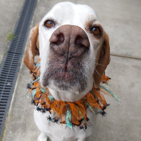 Charming Pet Halloween Party Collar- Bats and Spiders