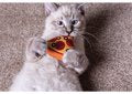 This Mini slice of Pizza is perfect for your kitty's playtime, they can enjoy batting, tossing and carrying around this pizza in their mouth and its filled with catnip to entice and encourage play!